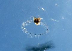 Proboscidactyla flavicirrata