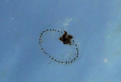 Proboscidactyla flavicirrata