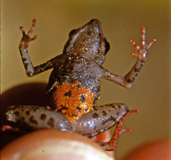 Amazophrynella amazonicola