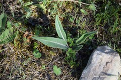 Trifolium subterraneum
