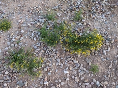 Oncosiphon pilulifer