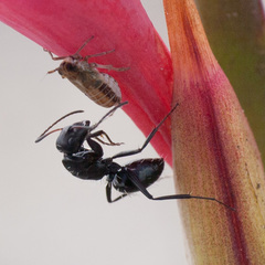 Camponotus niveosetosus