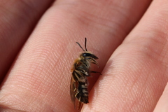 Andrena