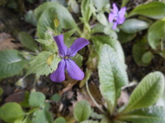 Lunaria annua