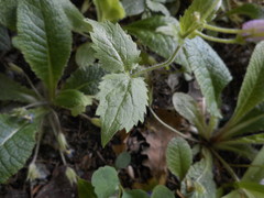 Lunaria annua