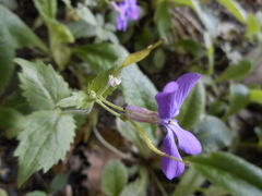 Lunaria annua