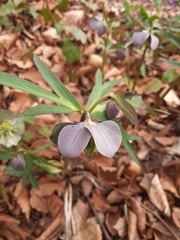 Helleborus purpurascens