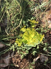 Smyrnium perfoliatum rotundifolium