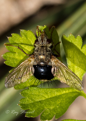 Epalpus