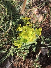 Smyrnium perfoliatum rotundifolium