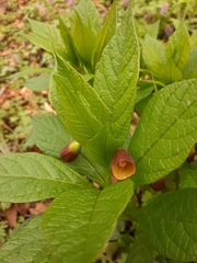 Scopolia carniolica