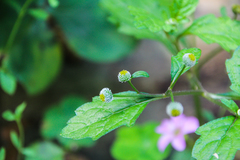 Dichrocephala integrifolia