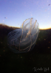 Bolinopsis microptera