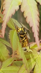 Vespula germanica