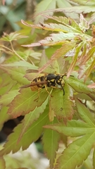 Vespula germanica