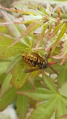 Vespula germanica