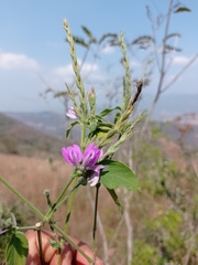 Justicia breviflora