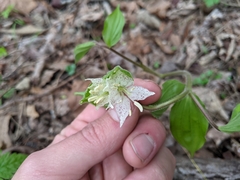 Prosartes maculata