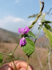 Justicia breviflora