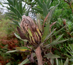 Protea coronata
