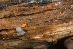 Bilobella