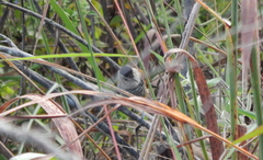 Thamnophilus torquatus