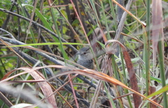 Thamnophilus torquatus