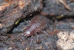 Chaetophiloscia sicula