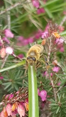 Apis mellifera