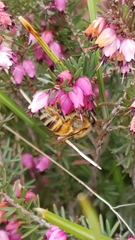 Apis mellifera
