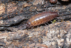 Chaetophiloscia sicula