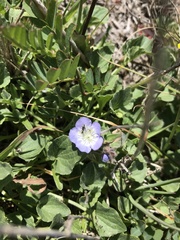 Phacelia insularis insularis