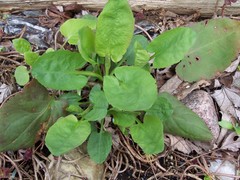 Symphyotrichum urophyllum