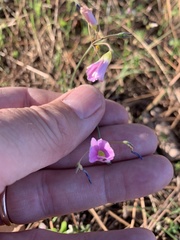 Oxalis livida