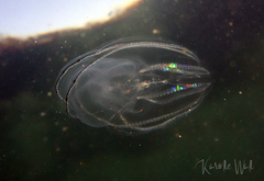 Bolinopsis microptera