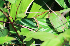 Takydromus kuehnei