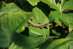 Takydromus kuehnei