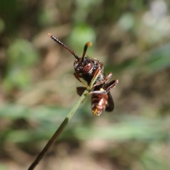 Nomada integra