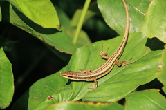 Takydromus kuehnei