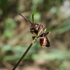 Nomada integra