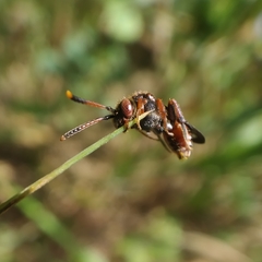 Nomada integra