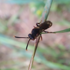 Nomada integra