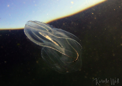 Bolinopsis microptera