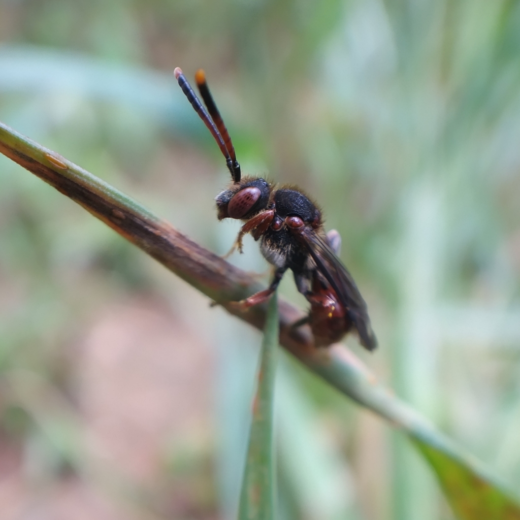 Nomada integra