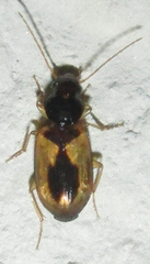 Amblystomus amabilis