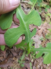 Lactuca