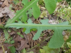 Lactuca