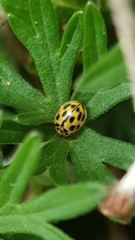 Propylea quatuordecimpunctata
