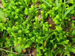 Selaginella apoda