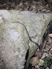 Pareas margaritophorus